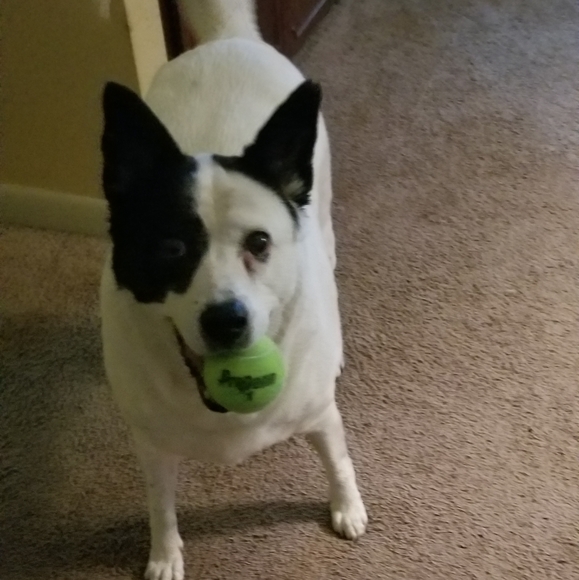 POSH AMBASSADOR - Picture 8 of 8